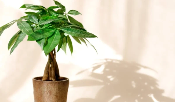درخت پول برای میز کار