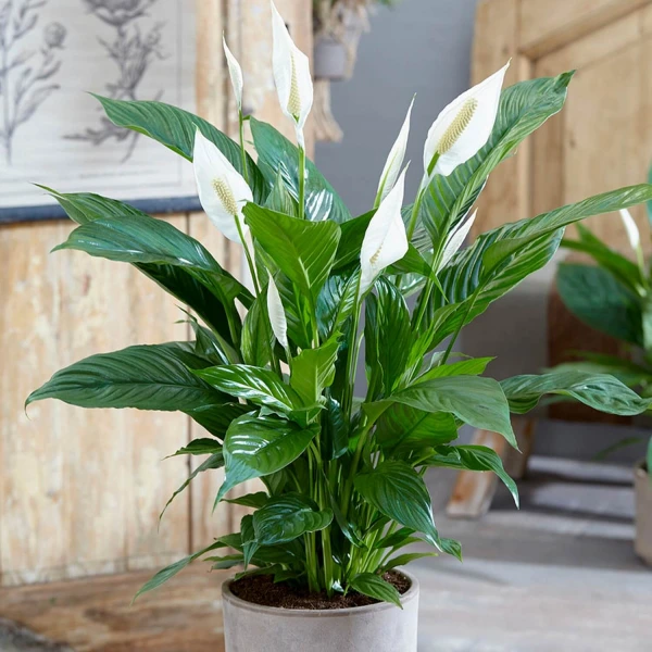 گل چمچه ای برای دفتر کار